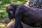 0286-all-weather zoo munster-western flatland gorilla