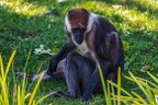 0416-all-weather zoo munster-red-crowned mangabe
