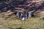 0497-all-weather zoo munster-avocet