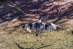 0498-all-weather zoo munster-avocet
