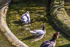 0509-all-weather zoo munster-avocet