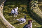 0510-all-weather zoo munster-avocet