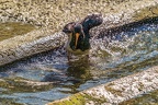 0533-all-weather zoo munster-oystercatcher