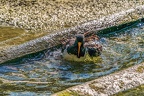 0558-all-weather zoo munster-oystercatcher