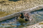 0578-all-weather zoo munster-oystercatcher