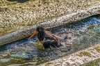 0592-all-weather zoo munster-oystercatcher