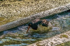 0600-all-weather zoo munster-oystercatcher