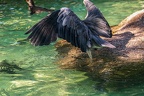 0714-all-weather zoo munster-gray heron