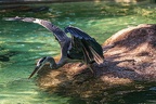 0727-all-weather zoo munster-gray heron