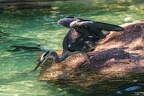 0732-all-weather zoo munster-gray heron