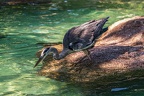 0736-all-weather zoo munster-gray heron