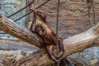 0752-all-weather zoo munster-orang-utan