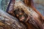 0756-all-weather zoo munster-orang-utan
