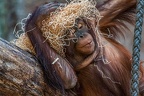 0762-all-weather zoo munster-orang-utan