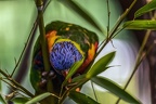 0830-all-weather zoo munster-mountain lori