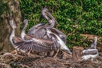 0308-duisburg zoo - pelicans