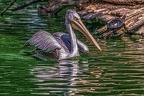 0321-duisburg zoo - pelicans