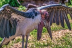 0339-duisburg zoo - african marabou