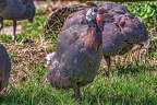 0341-duisburg zoo - house guinea fowl