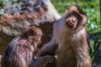 0369-zoom gelsenkirchen - pig monkey