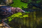 0372-zoom gelsenkirchen - silk cowbird