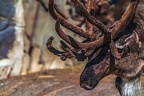 0381-zoom gelsenkirchen - reindeer