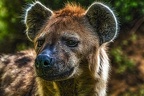 0391-zoom gelsenkirchen - spotted hyena