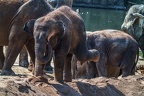 0418-zoo koeln - asian elephant