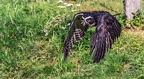 0431-zoo koeln - air show - owl