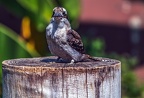 0443-zoo koeln - air show - laughing hans kookaburra