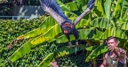 0462-zoo koeln - air show - harpyry