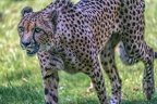 0494-all-weather zoo munster-gepard
