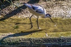 0522-all-weather zoo munster-avocet
