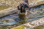 0524-all-weather zoo munster-oystercatcher