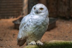 010-snowy owl