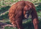 038-sumatra orang-utan