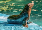 124-california sea lion
