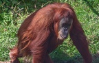 0580-zoo dortmund-sumatra orang-utan