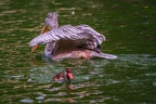 0010-gannet pelican