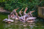 0017-gannet pelican