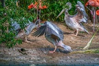 0078-gannet pelican