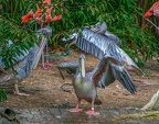 0086-gannet pelican