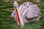 0091-gannet pelican