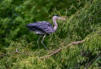 0130-gray heron