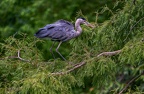 0133-gray heron