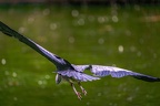 0136-gray heron