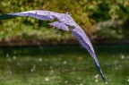 0154-gray heron