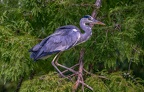 0227-gray heron