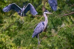 0230-gray heron