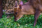 0248-chinese muntjac